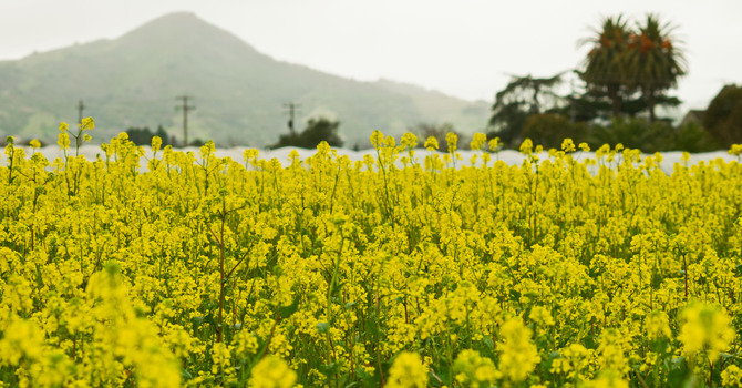 Morgan Hill Times - Community is Needed Now  image