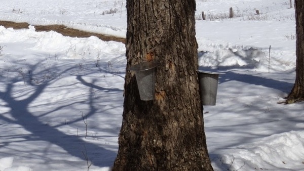 Maple Syrup for Sale