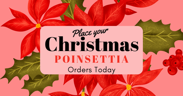 Poinsettia for Christmas