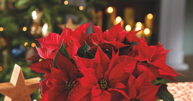 Parish Christmas Party