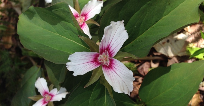 Lend a Hand this Halloween: Help clean up the Vestry, 6 pm image