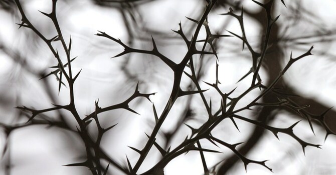 Day 6: Jesus, the son of Abraham image