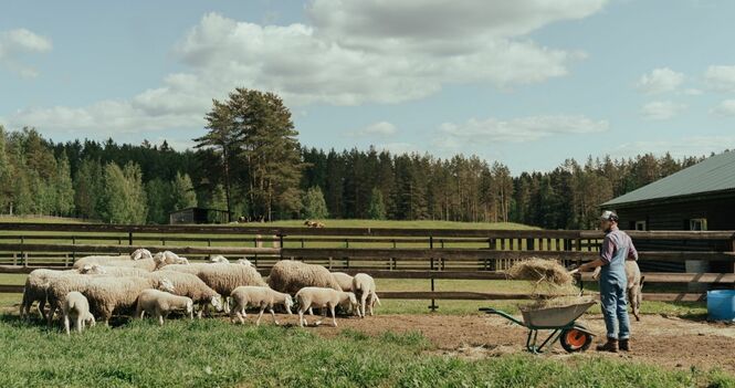 God's Global Barnyard 