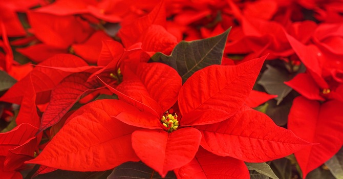 CHRISTMAS POINSETTIAS