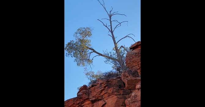 A miracle green shoot will grow