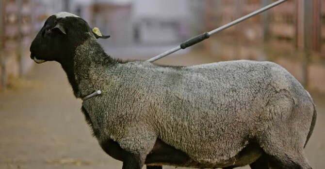 The Shepherd Cares for his sheep