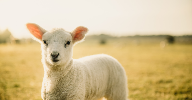 The Lamb On The Throne image