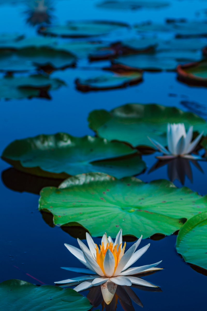 Being A Vessel Of Peace