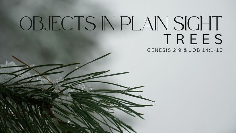 Objects in Plain Sight: Trees