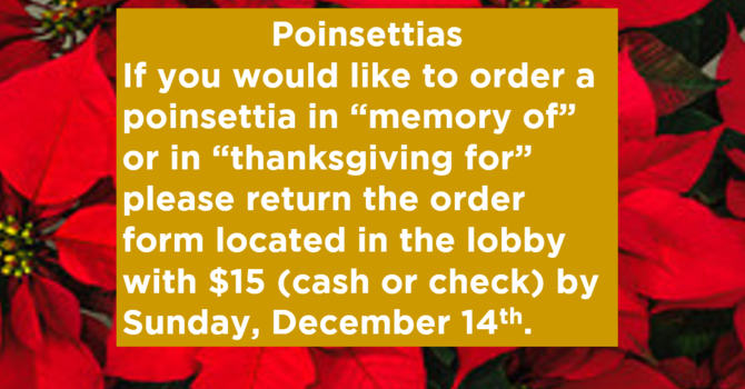 Poinsettias image