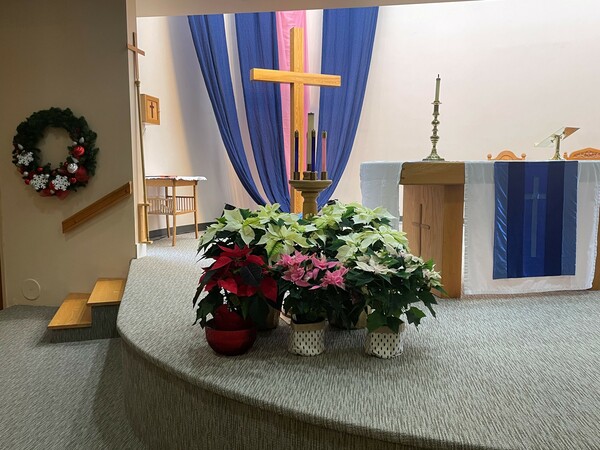 Poinsettias for the Altar