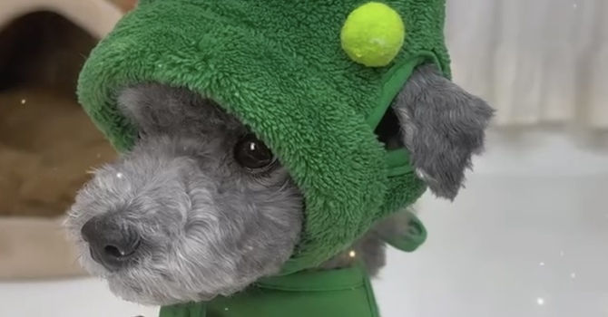 WEAR CHRISTMAS ACCESSORIES 