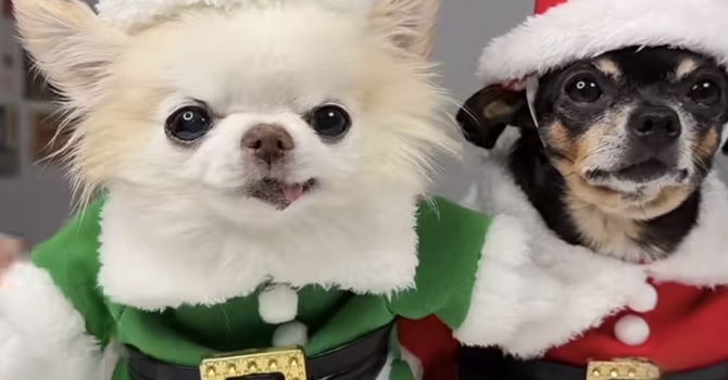 WEAR CHRISTMAS CLOTHES