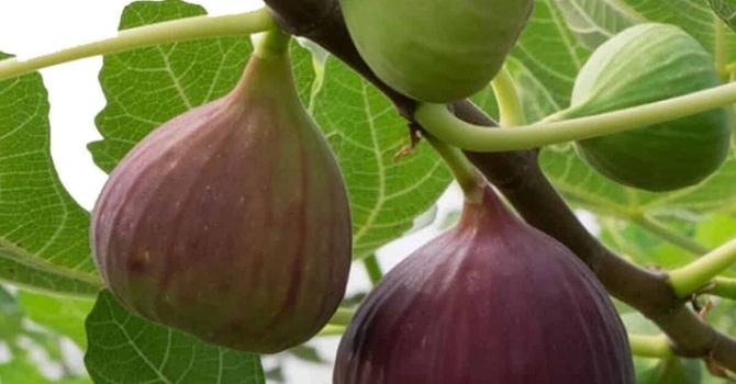 Learn a Lesson from the Fig Tree image