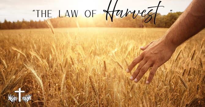 "The Law of Harvest" image