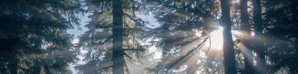 Advent 2025 series: Towards the Incarnation 