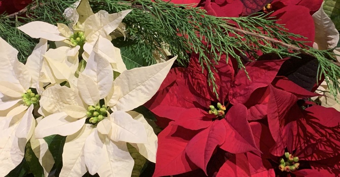 Office, Newsletter and Services - Holiday Info