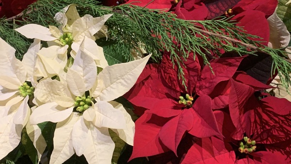 Office, Newsletter and Services