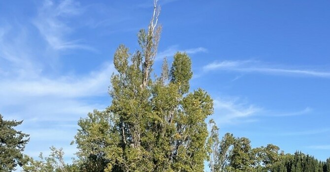 Maintenance Work Done on Trees in the Cemetery image