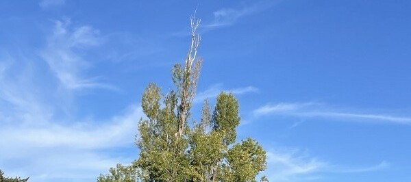 Maintenance Work Done on Trees in the Cemetery