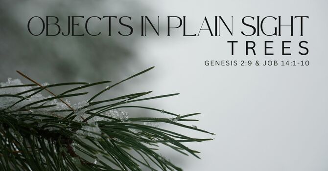 Objects in Plain Sight: Trees