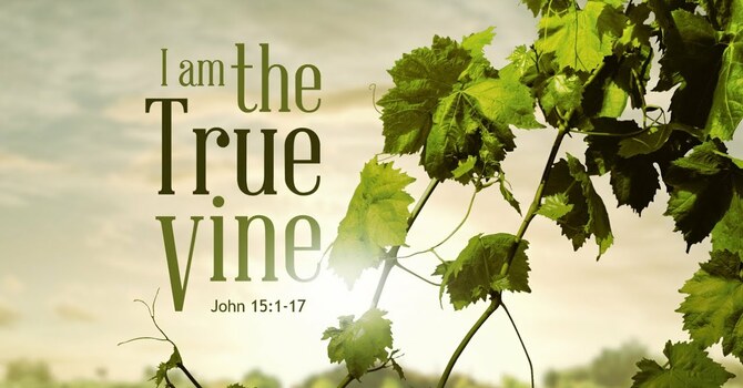 The True Vine | Pastor Jake Babinsack