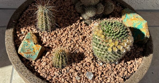 Memorial Garden Plants image