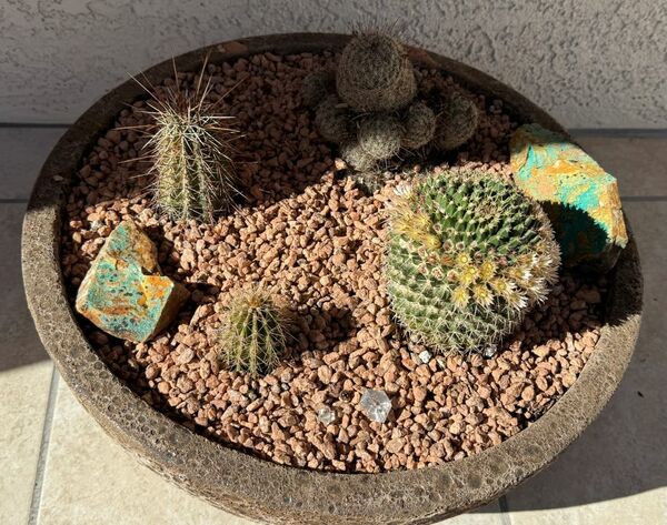 Memorial Garden Plants