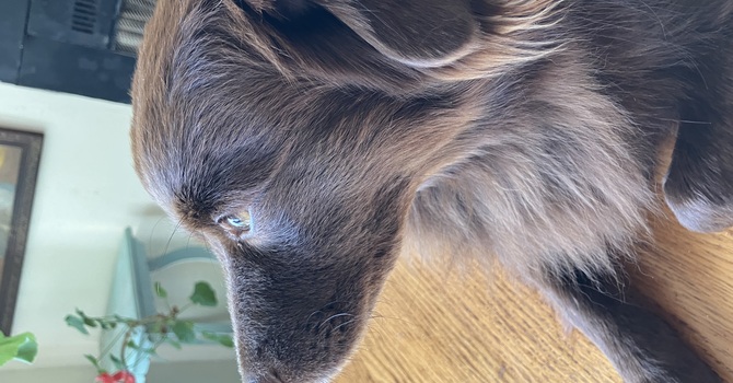 A Christmas Prayer for the Animals image