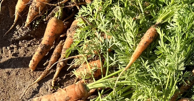 Tranquil Community Garden
