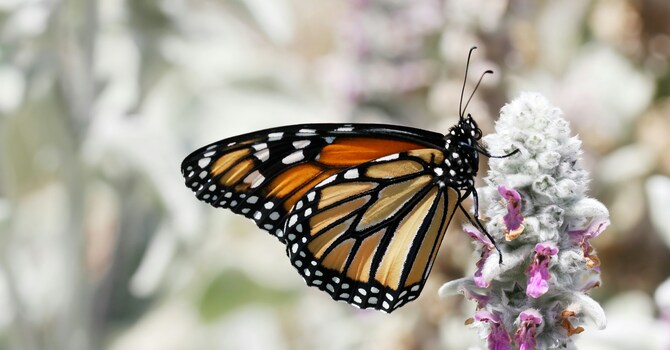 The Journey from Salvation to Sonship