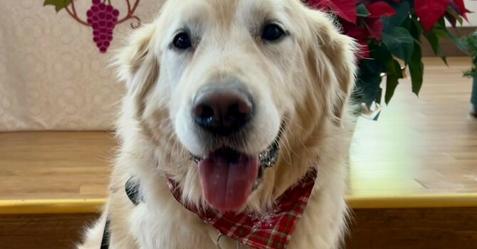 A holiday message from Obadiah Comfort Dog 