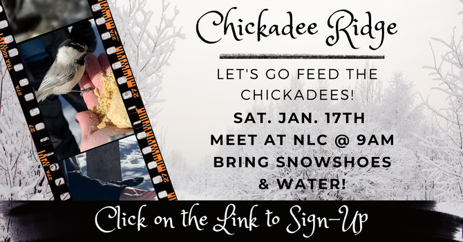 Feed the Chickadees