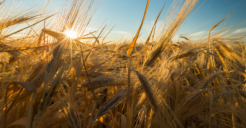 We Got a Huge Harvest. You in? 