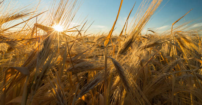 We Got a Huge Harvest. You in? 