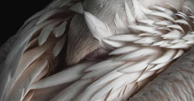 The thing with feathers... image