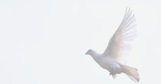 The Light and the Spirit image