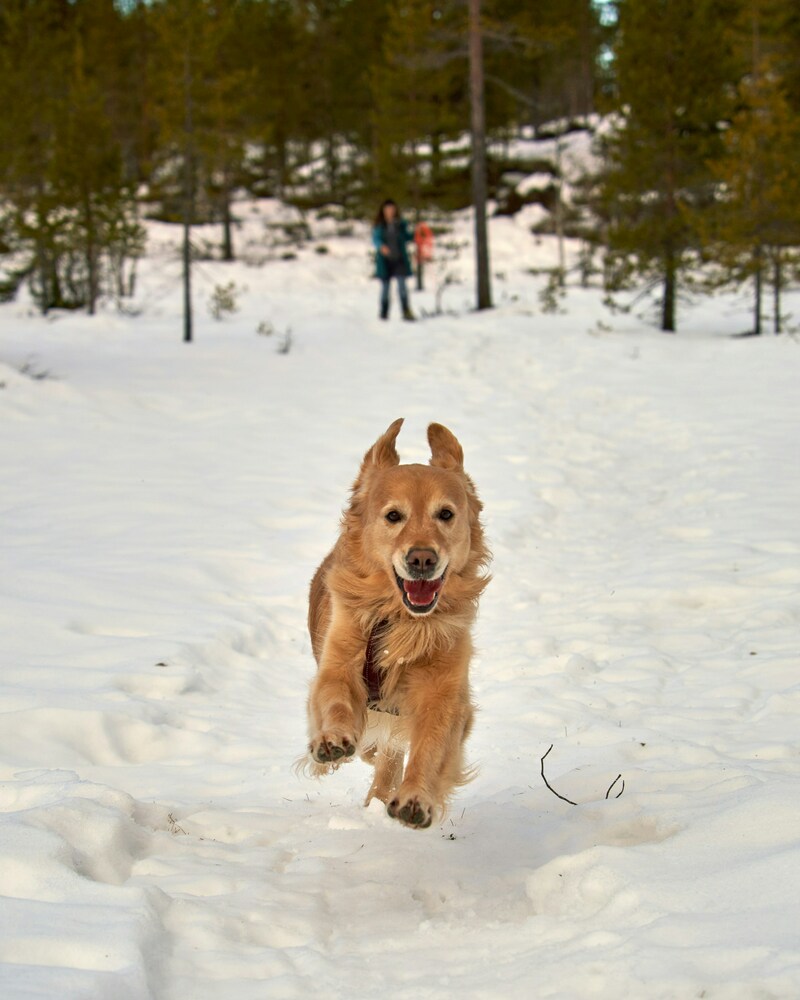 Sitka, a Snowball, and the Savior