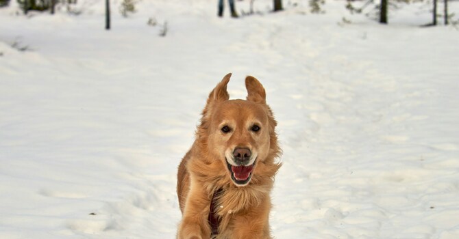 Sitka, a Snowball, and the Savior