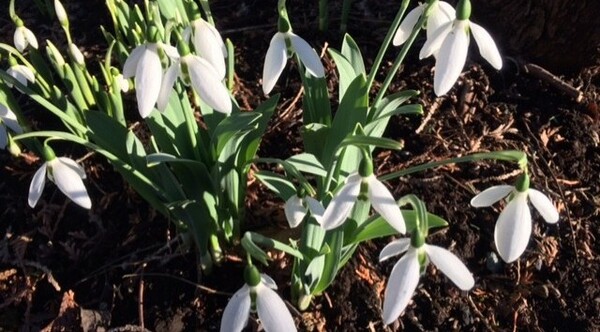 Parishioner's Corner