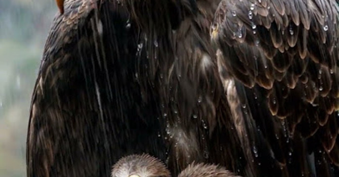 Family Day 5: Faith that finds refuge in God image