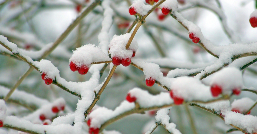 The Baptism of Our Lord