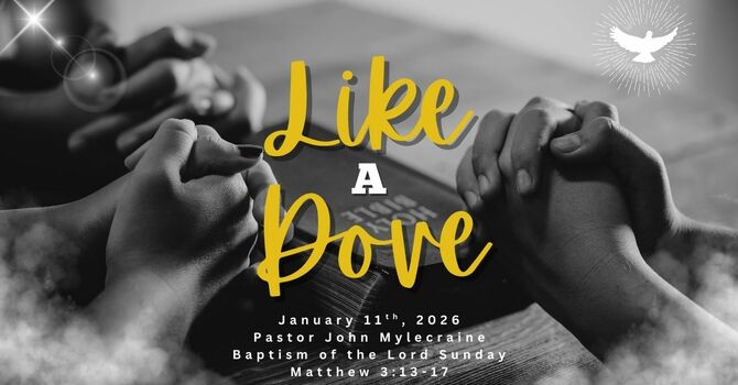 Like A Dove
