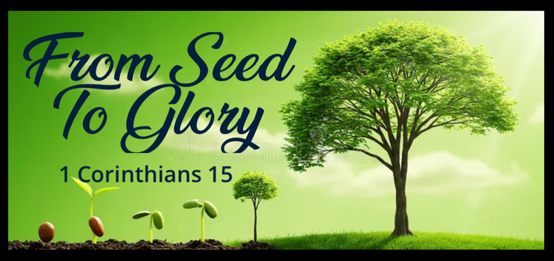 From Seed To Glory