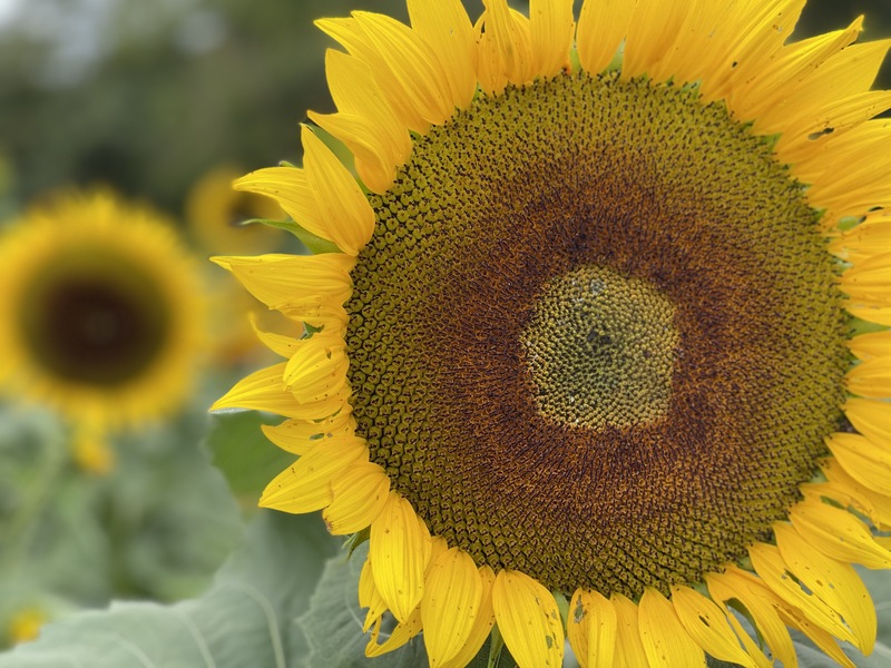 Avoiding the Sin of In-Gratitude