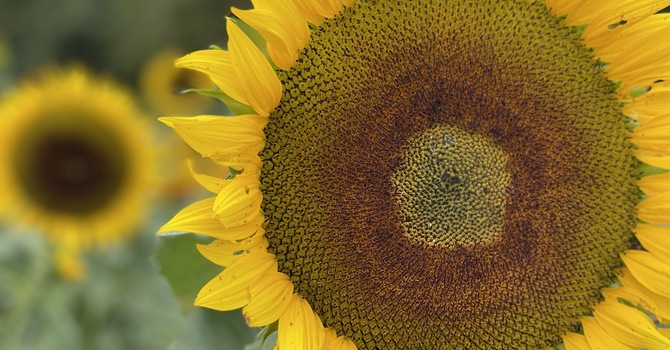 Avoiding the Sin of In-Gratitude