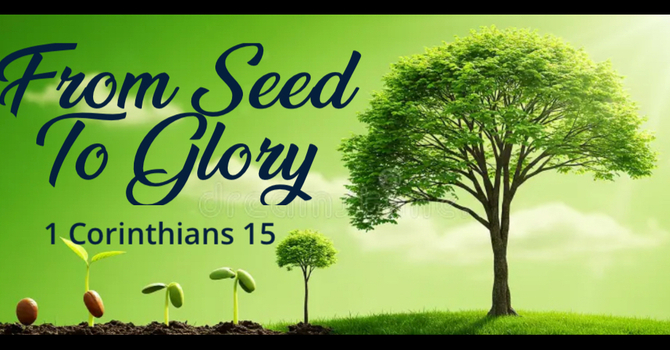 From Seed To Glory