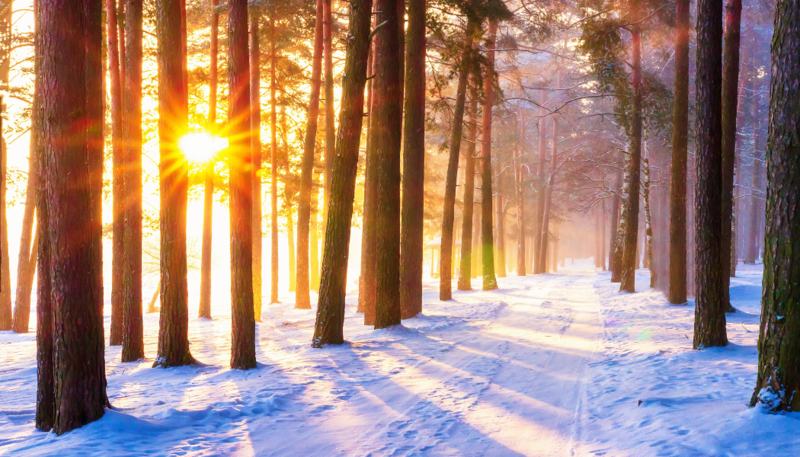 Fourth Sunday after the Epiphany