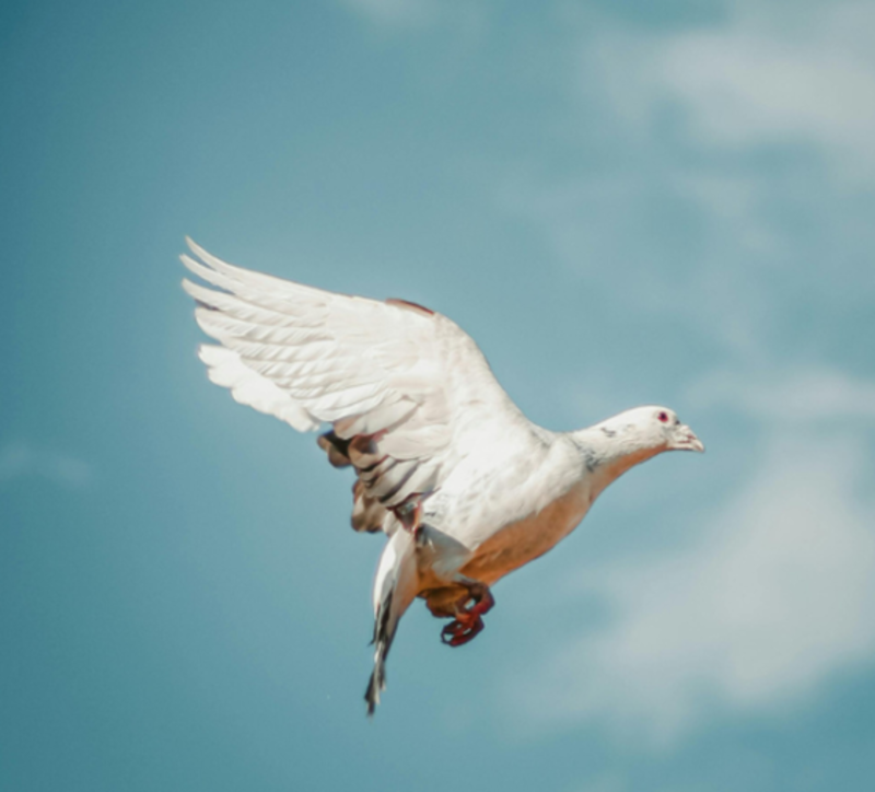 Second Sunday after Epiphany