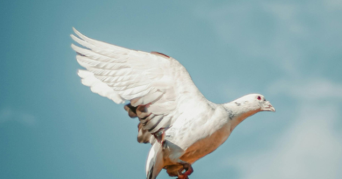 Second Sunday after Epiphany